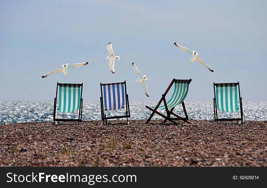 Black White and Blue Lounge Chair on and White Bird