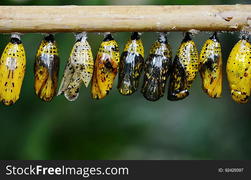 Yellow and Black Butterflies Cocoon