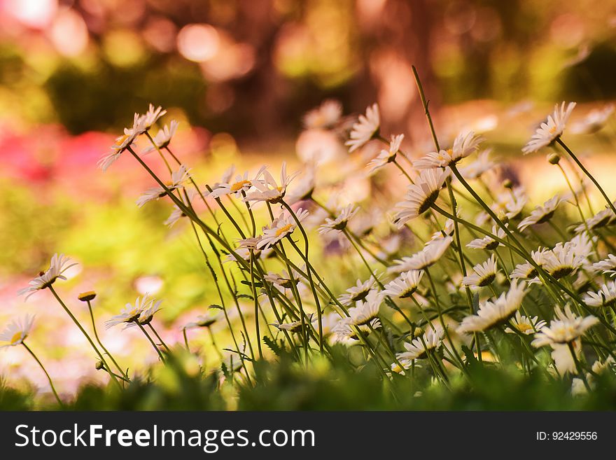 Soft focus on a meadow with daisies.