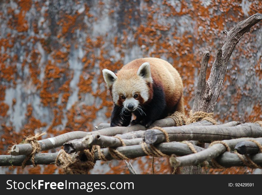 A red panda walking on wood scaffolding. A red panda walking on wood scaffolding.