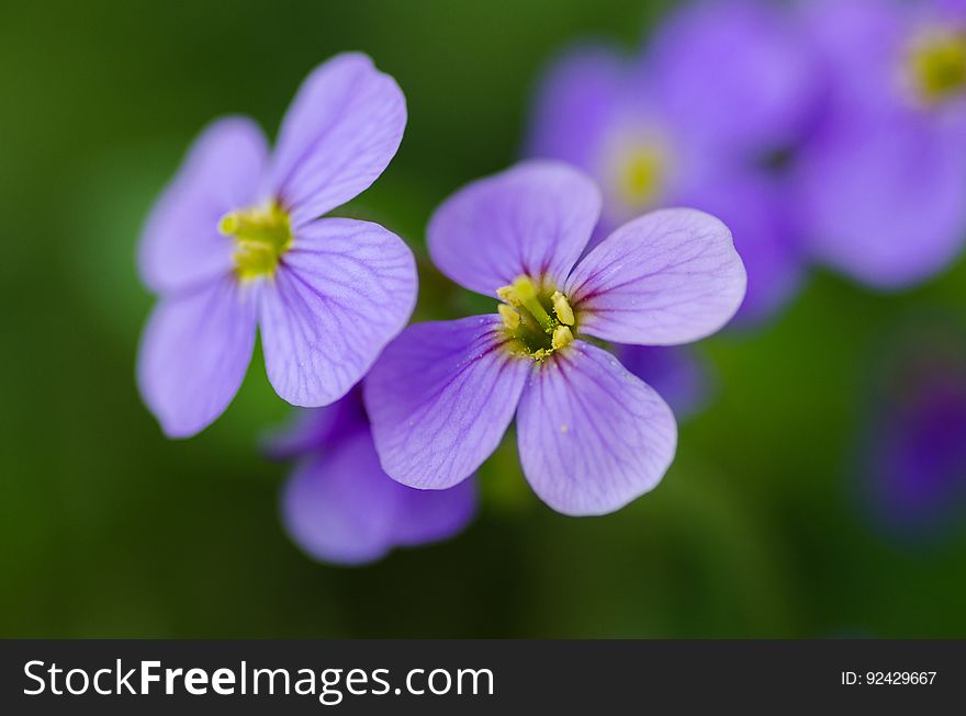 Violet flowers with green blurred background.