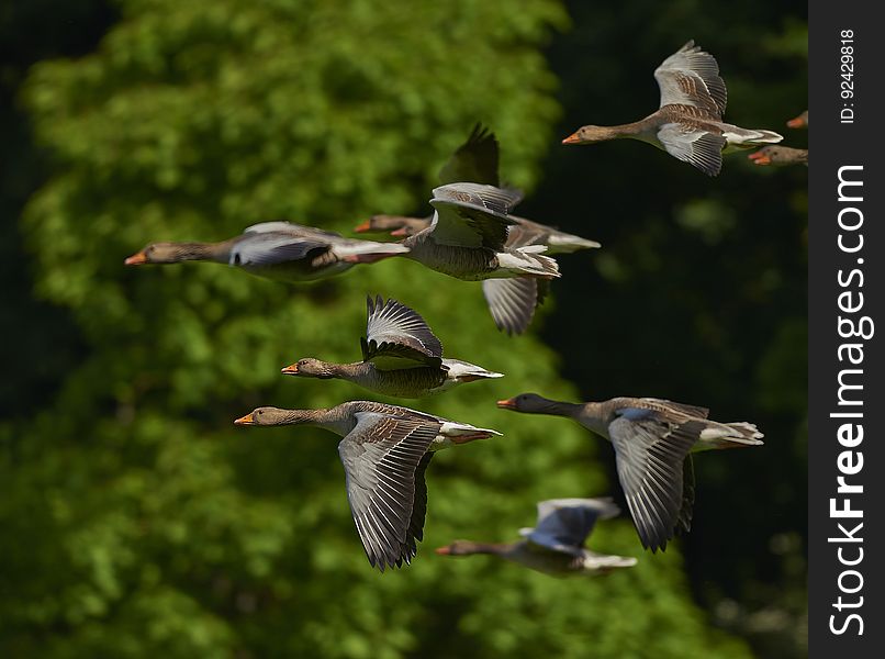 Grey Brown Bird Flying in a Flock