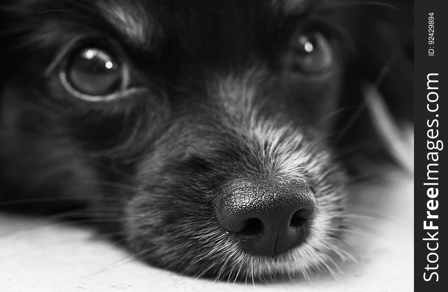 Shallow Photo of Black Dog