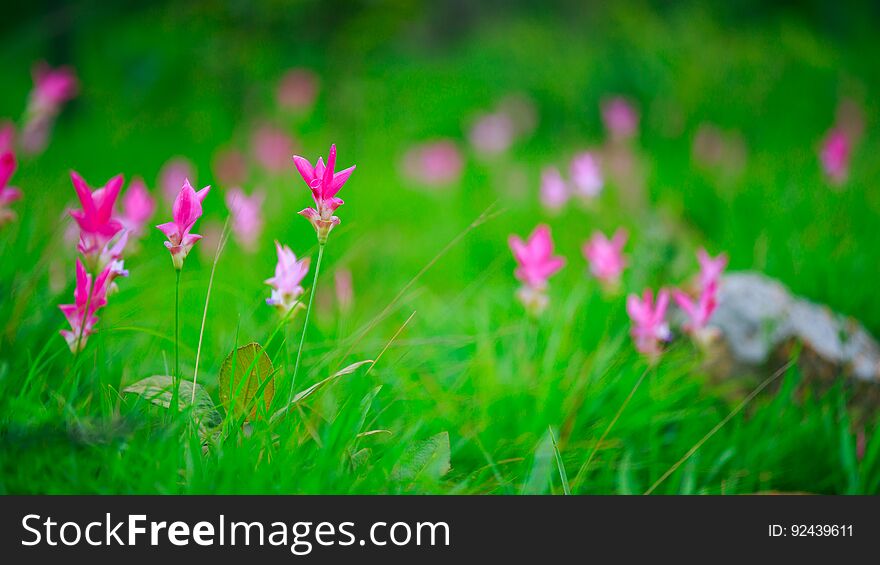 Natural Siam Tulips in the mist at the forest of Thailand