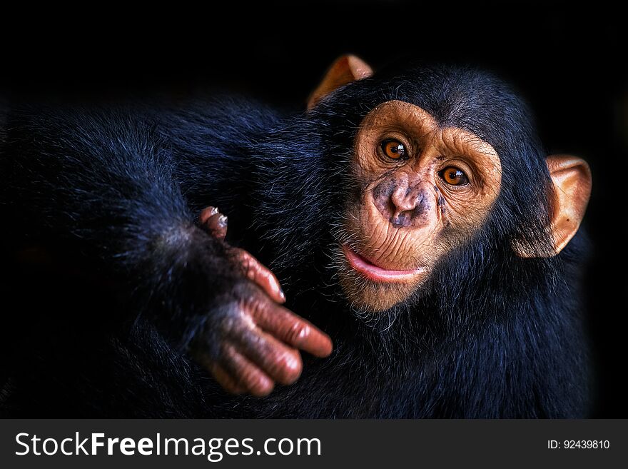 Funny chimpanzee on a black background