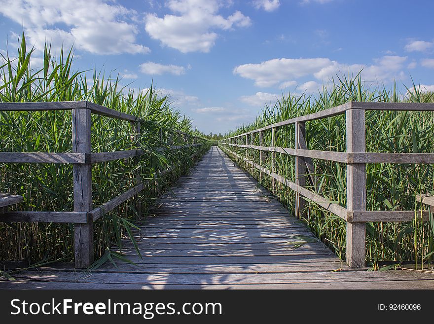 Boardwalk through a field of corn