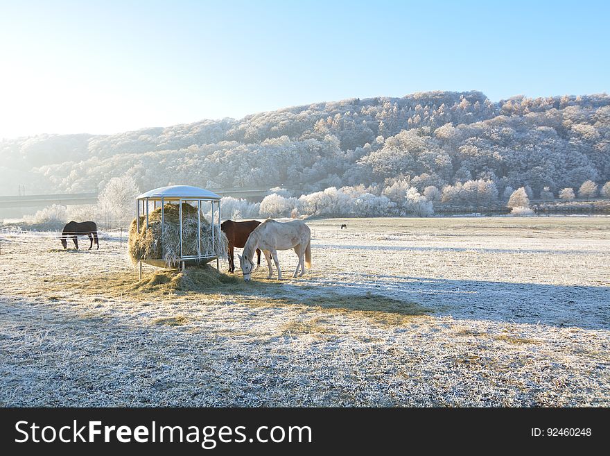 Horses feeding on hay on pasture