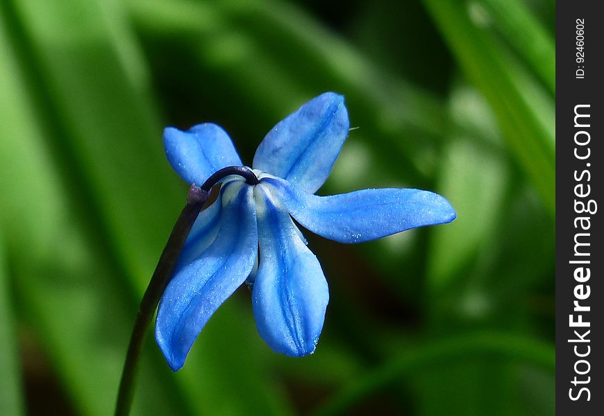 Macro Shot Image of Blue Flower during Daytinme
