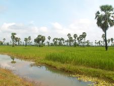Rice Field And Sugar Palms Royalty Free Stock Image