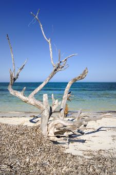 Dead Tree By The Ocean Stock Photos Dead Tree By The Ocean Stock Photos