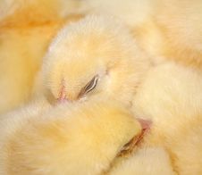 The Sleeping Chicken. Stock Images