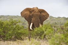 Elephant Giant Stock Photo
