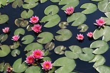 Water Lilies Royalty Free Stock Photos Water Lilies Royalty Free Stock Photos