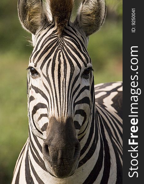 Closeup of a beautiful african zebra directly from the front looking at camera. Closeup of a beautiful african zebra directly from the front looking at camera