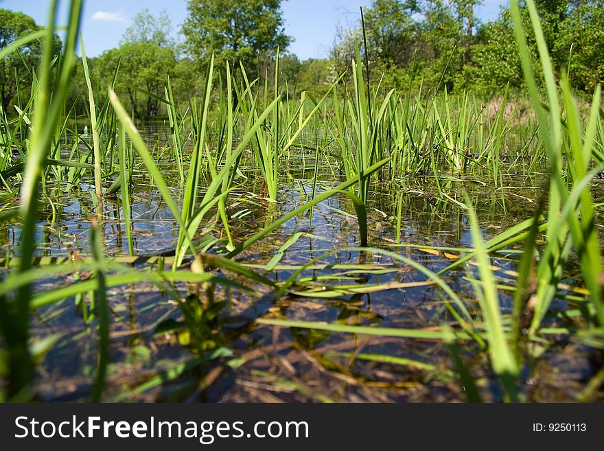 The water in the pond in summer