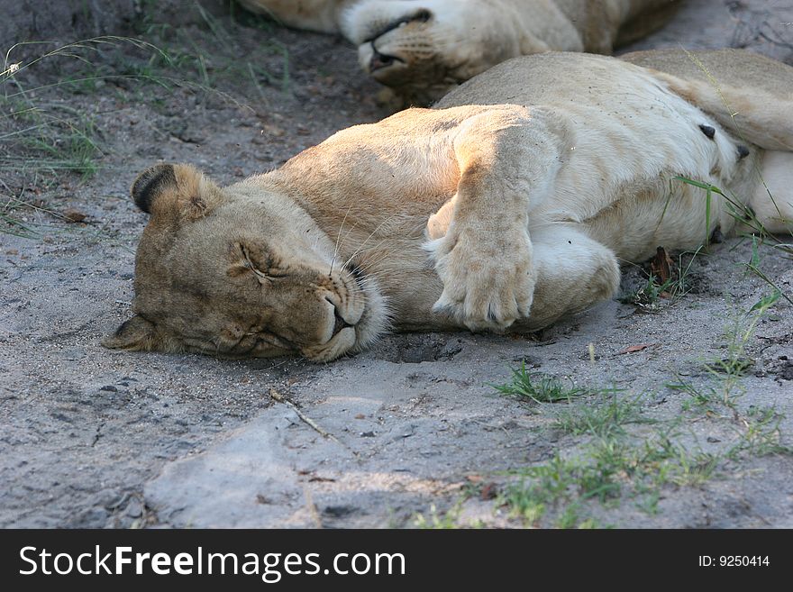 Lioness, laying down with crossed paws - South Africa. Lioness, laying down with crossed paws - South Africa
