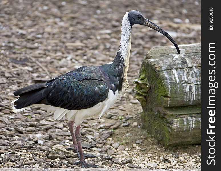 Straw-necked ibis. Latin name - Threskiomis spinicollis. Straw-necked ibis. Latin name - Threskiomis spinicollis.