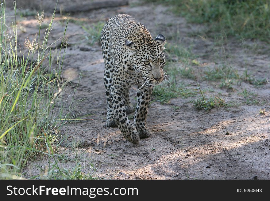 Leopard walking on track - South Africa. Leopard walking on track - South Africa