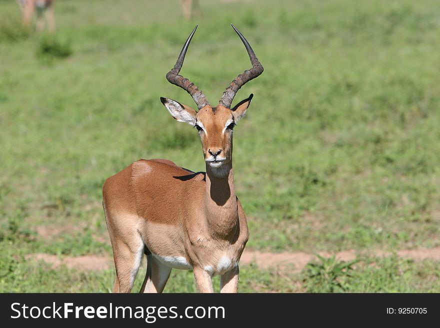 Impala in open plains - South Africa. Impala in open plains - South Africa