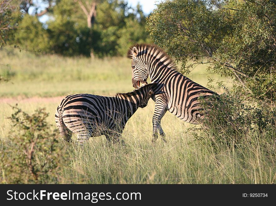 Zebra in open plains - South Africa. Zebra in open plains - South Africa