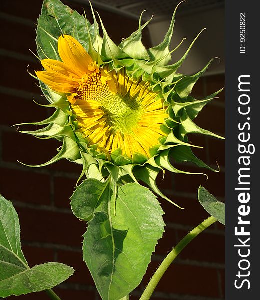 Early stage of a sunflower bloom. Early stage of a sunflower bloom