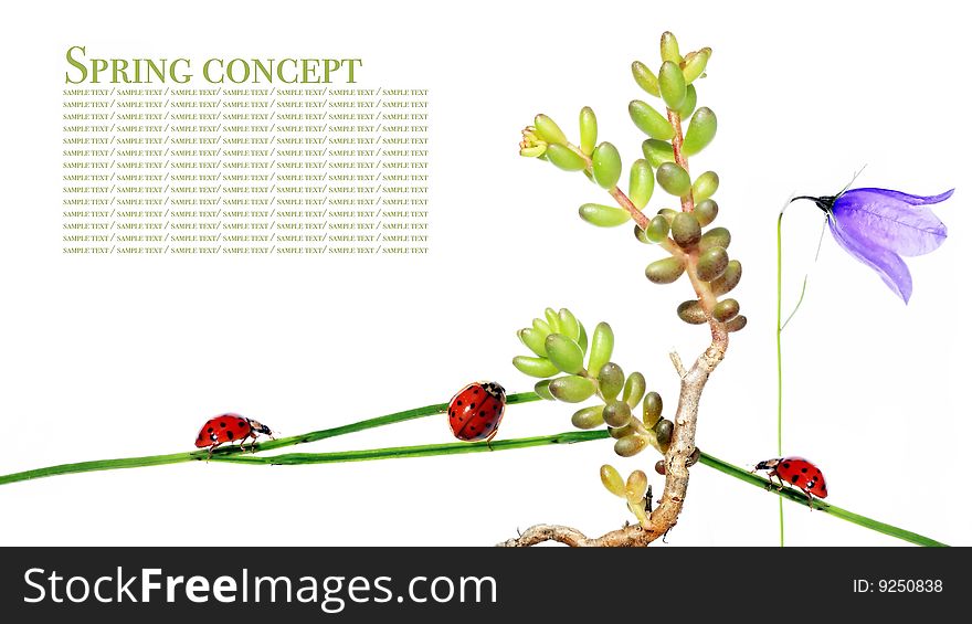 Spring concept. flora and ladybird against white background.