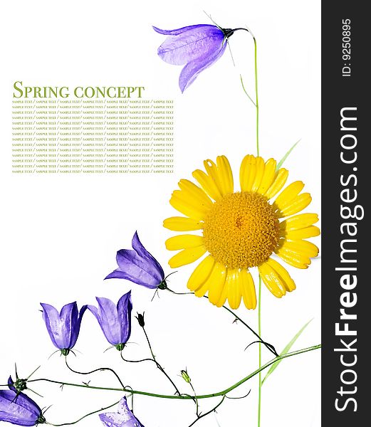 Spring concept. flora against white background.