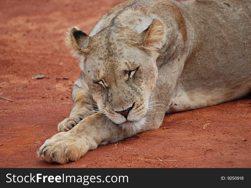 Sleeping Lioness