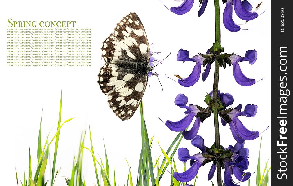 Summer concept. butterfly and flora against white background.