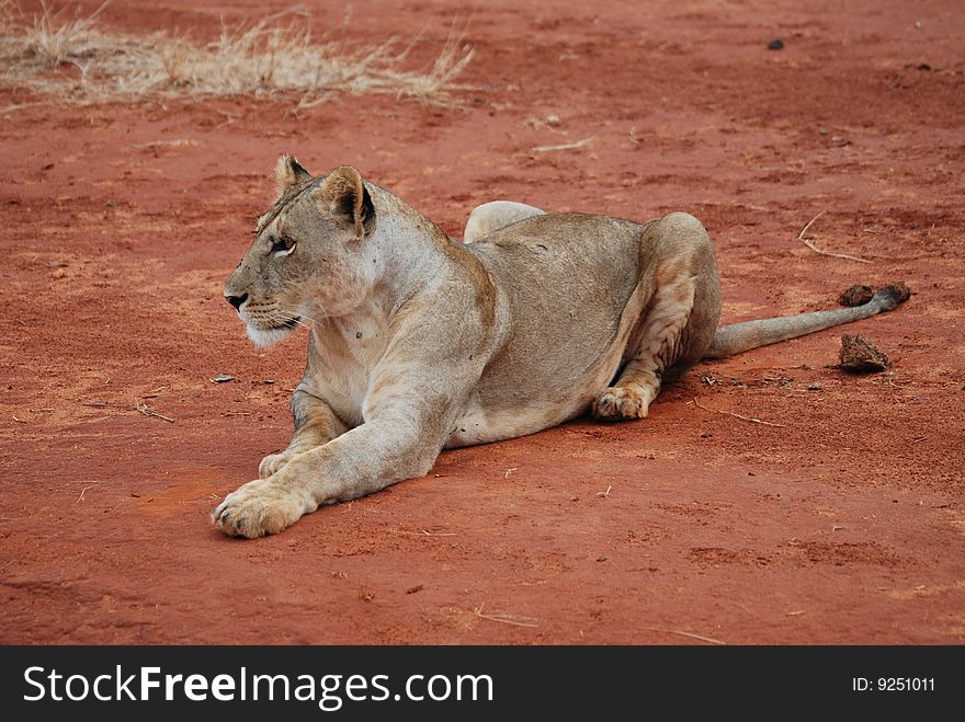 Wild lioness takes a rest on the road. Wild lioness takes a rest on the road
