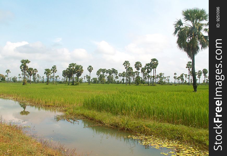 Rice Field And Sugar Palms