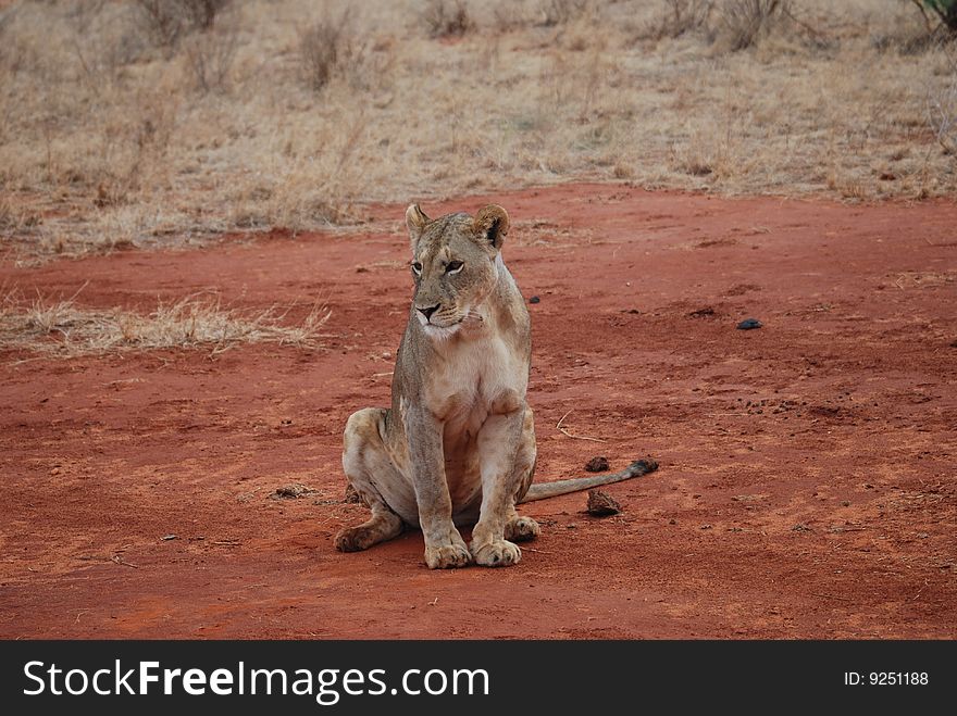 Wild lion takes a rest on the road. Wild lion takes a rest on the road