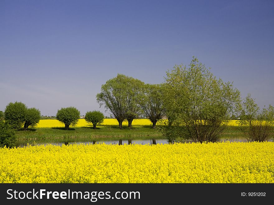 Poland landscape kneecap field and green tree on blue sky. Poland landscape kneecap field and green tree on blue sky