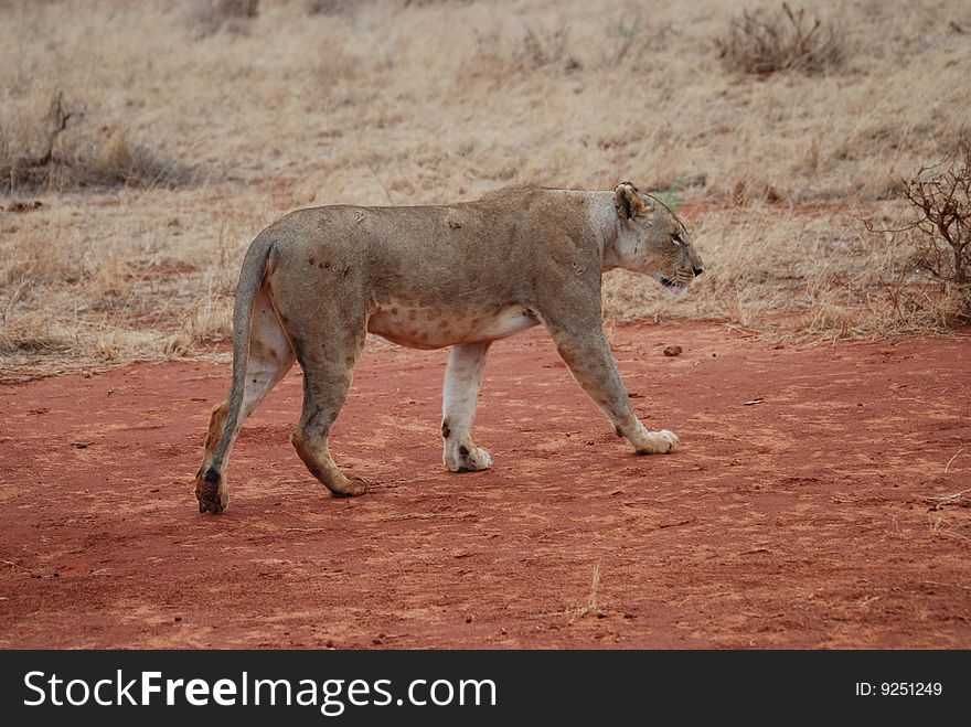 Walking Wild Lioness