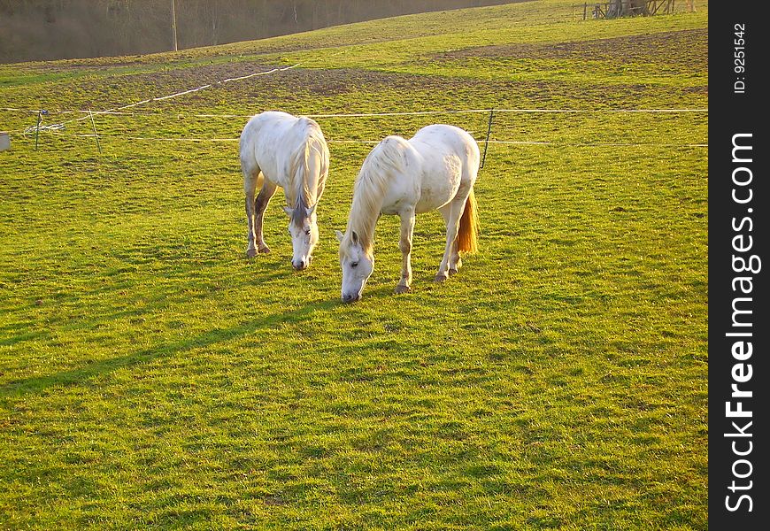 Two white horses eating grass on the meadow. Two white horses eating grass on the meadow