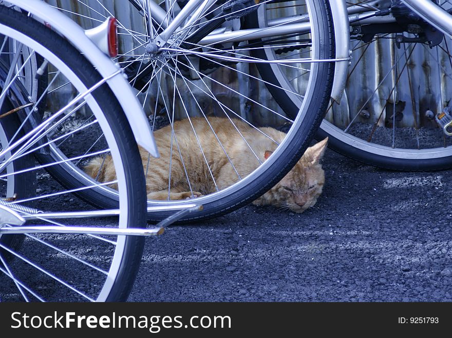 Cat, King of the district in Nagoya, Japan sleeping behind bicycles. Cat, King of the district in Nagoya, Japan sleeping behind bicycles