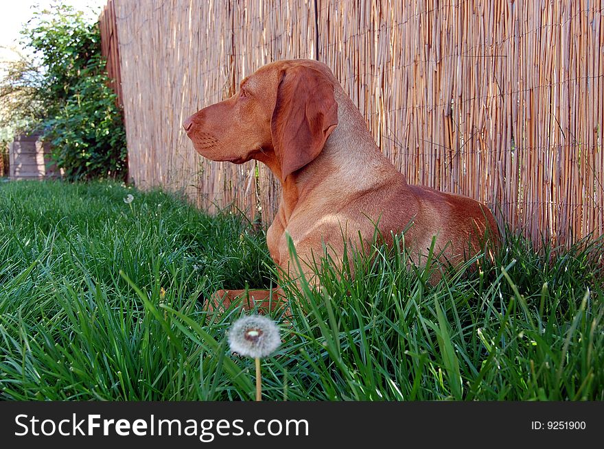 Hungarian vizsla hunting dog resting in the grass at shade. Hungarian vizsla hunting dog resting in the grass at shade