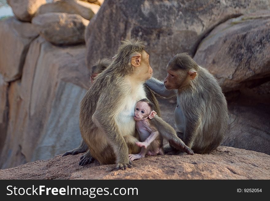 This photo was taken near Hampi (India). The place is called Monkey Temple.  At this point, 2 species of monkeys, langur live at the foot of the mountain, Rhesus Macaque, at the top of the mountain.