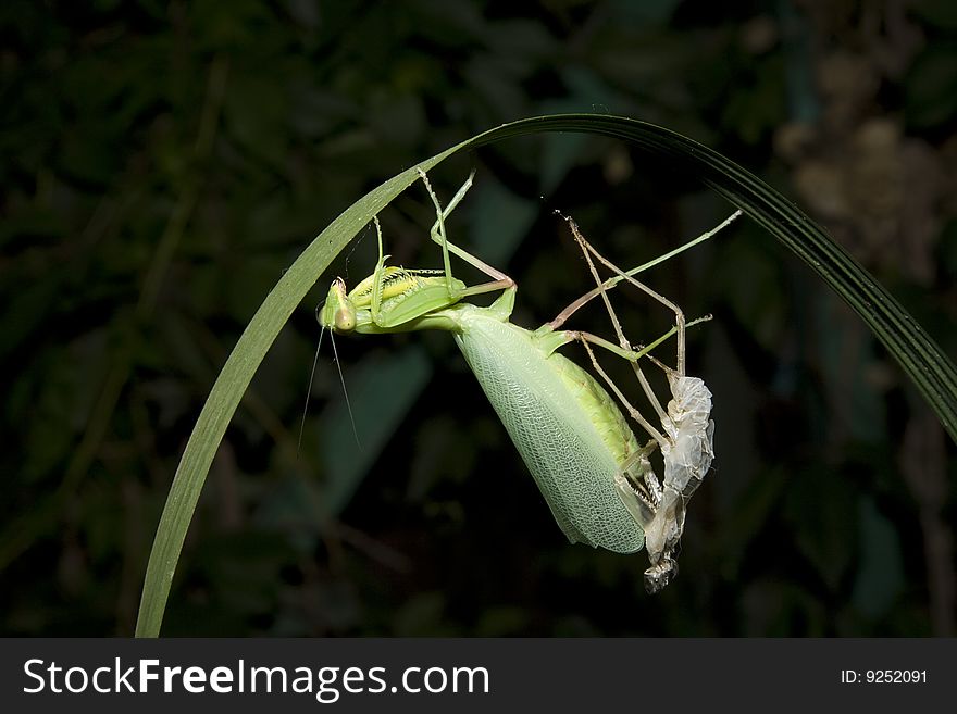 The female of mantis has eaten the male after pairing