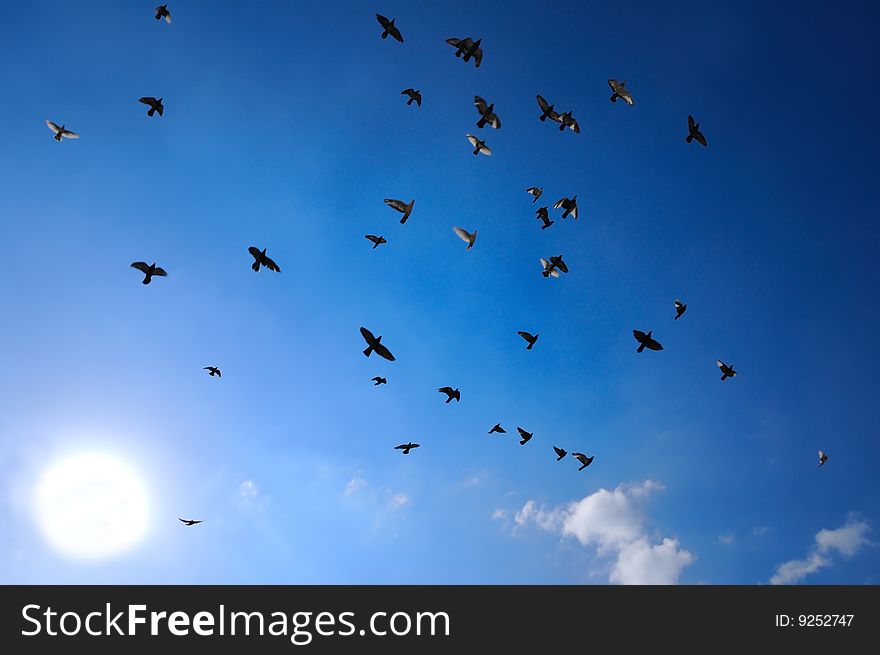 A flock a doves flying against blue sky with sun