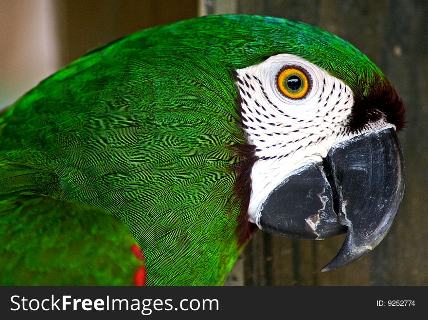 Bright green parrot, giving and intense look. Bright green parrot, giving and intense look.