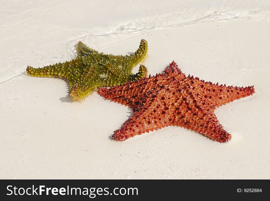 Two starfishes in green and orange over the sand. Two starfishes in green and orange over the sand