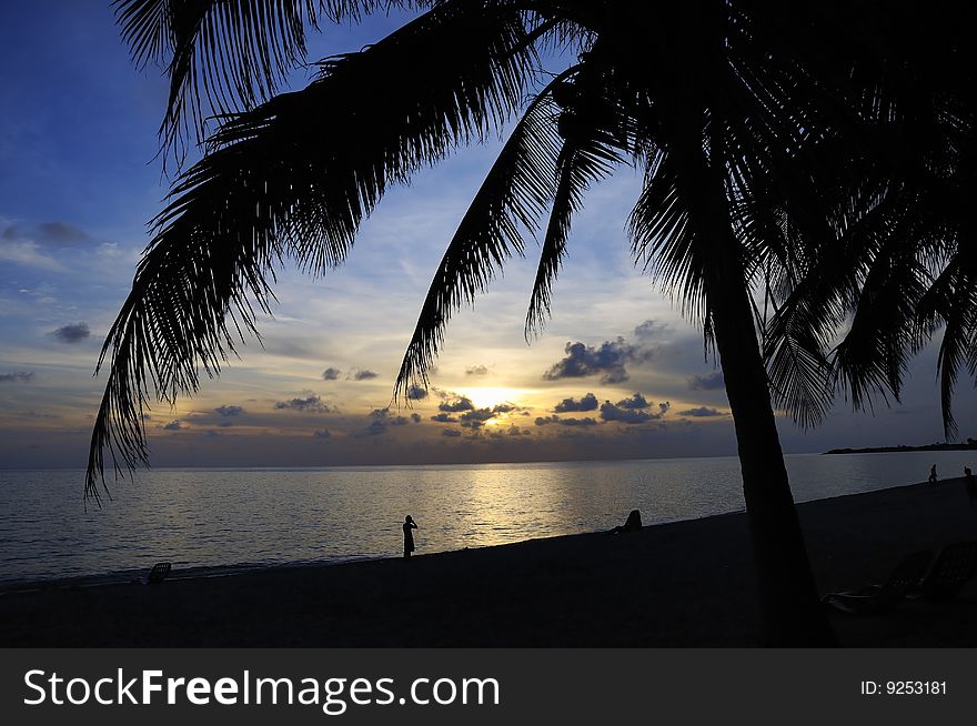 Coconut palm trees silhouette against tropical beach at sunset