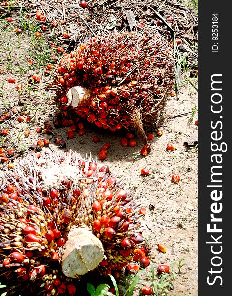 Oil Palm Seed Image capture in farm