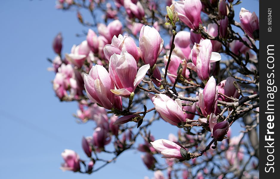 Branch of blooming magnolia tree. Branch of blooming magnolia tree