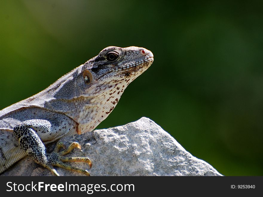 Iguana taking a relaxing sunbath. Iguana taking a relaxing sunbath