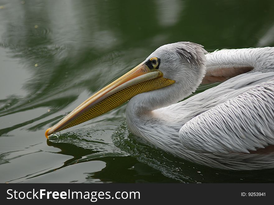 A Pelican was cruising in the lake.
