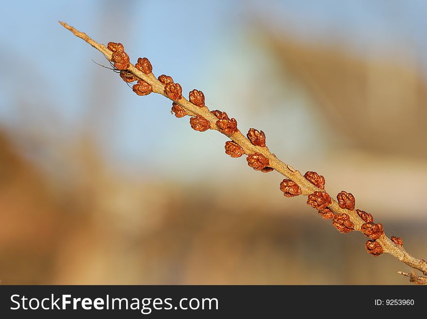 Branch spring sea buckthorn (Hippophae rhamnoides)