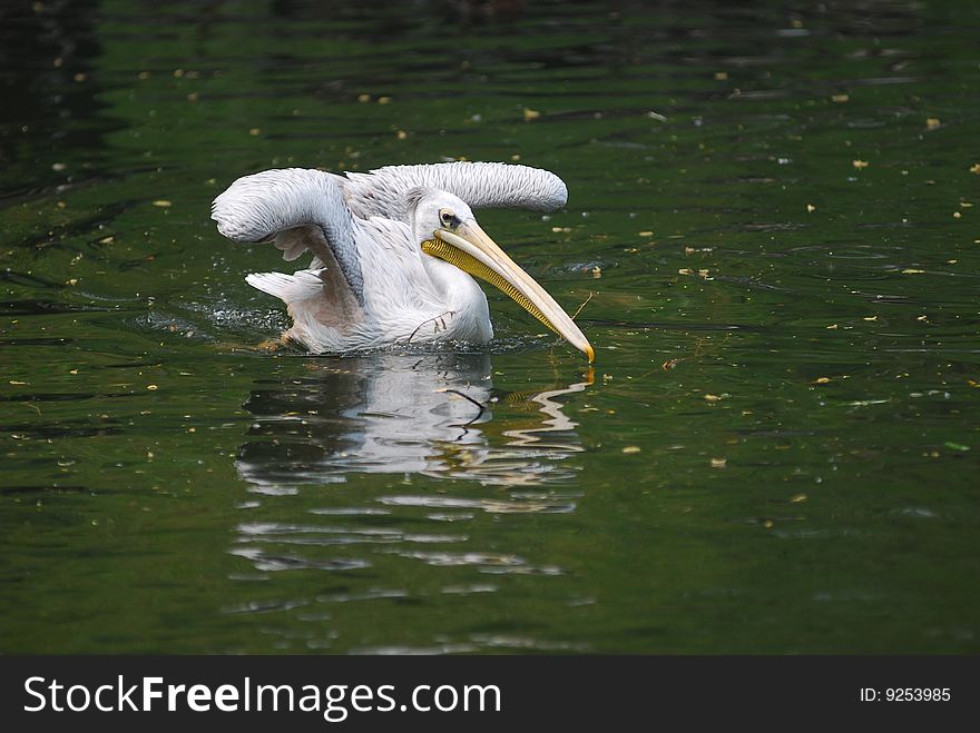A Pelican was cruising in the lake. A Pelican was cruising in the lake.