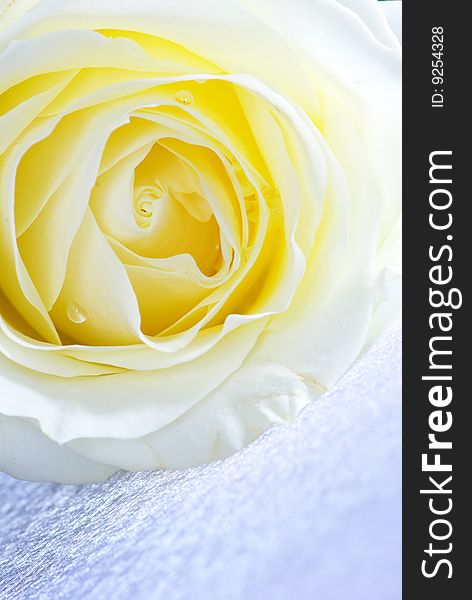 A white rose is isolated on a silver background
